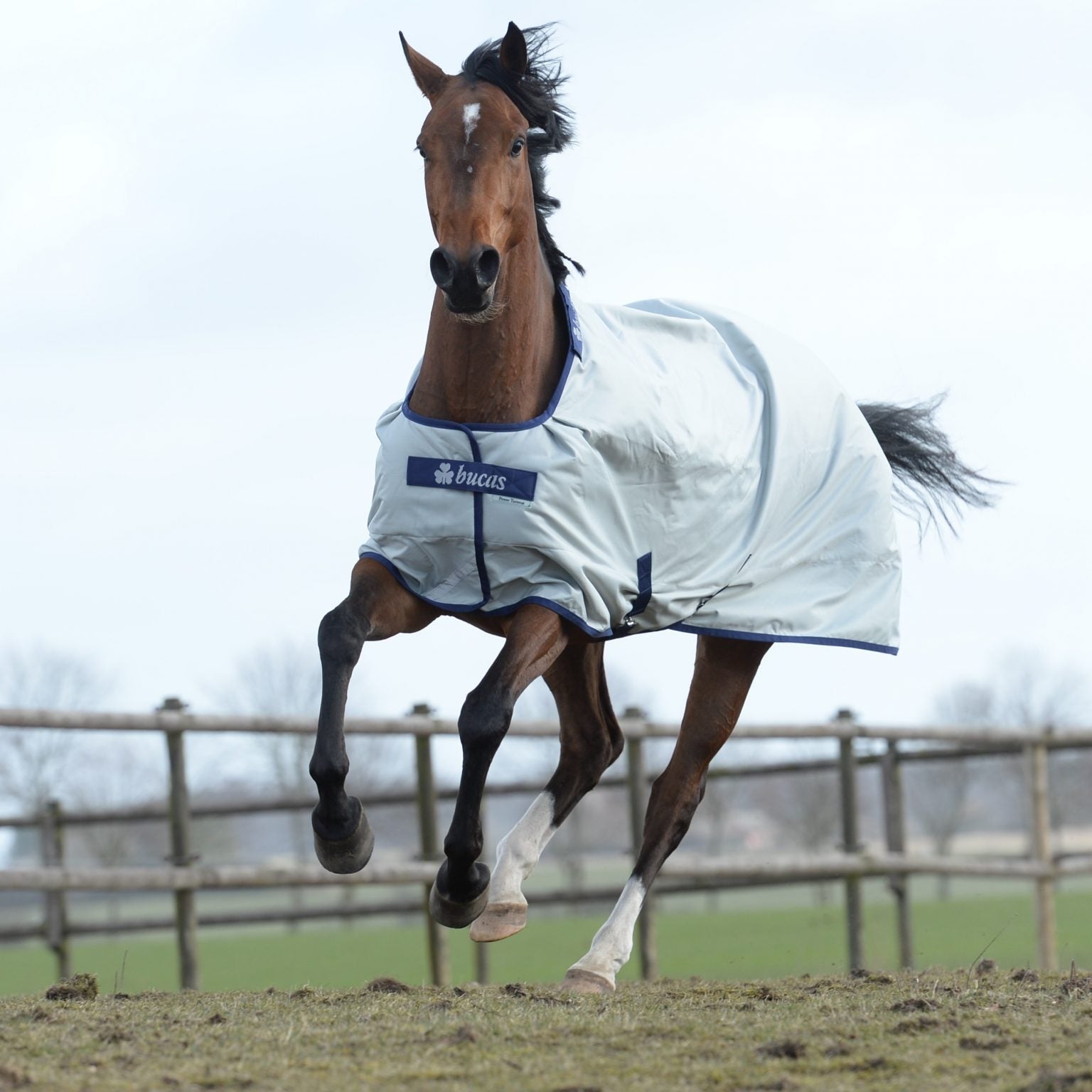 Pferd auf der Koppel mit Bucas Outdoordecke