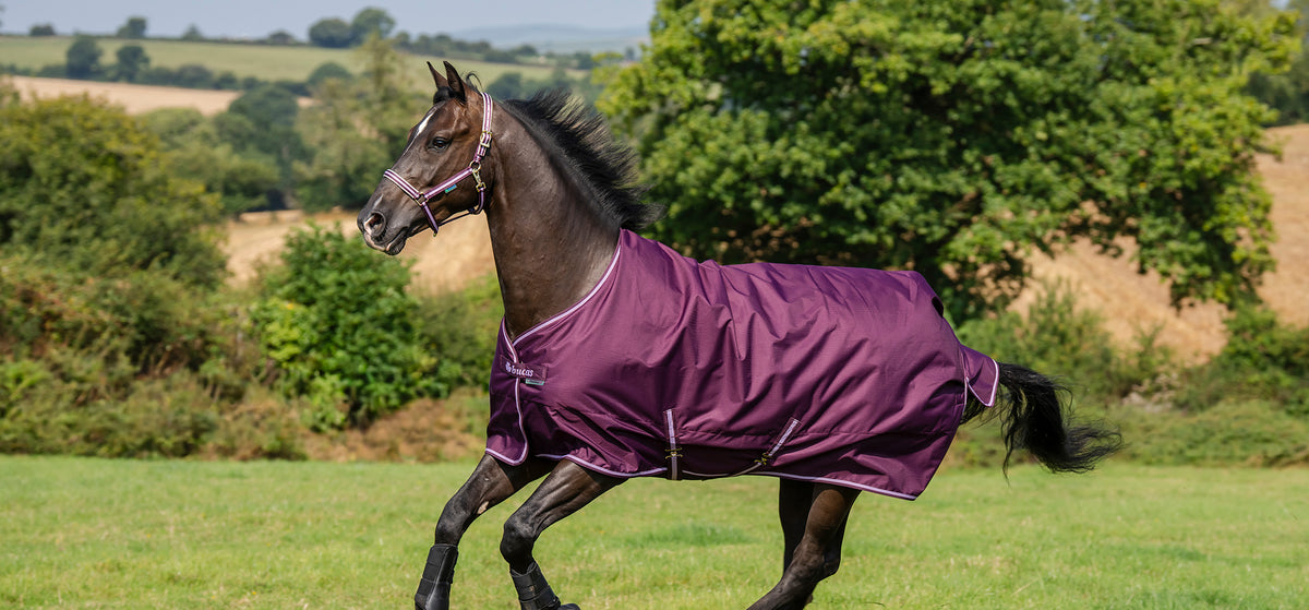 Bucas Freedom Turnout in Blackberry auf der Weide