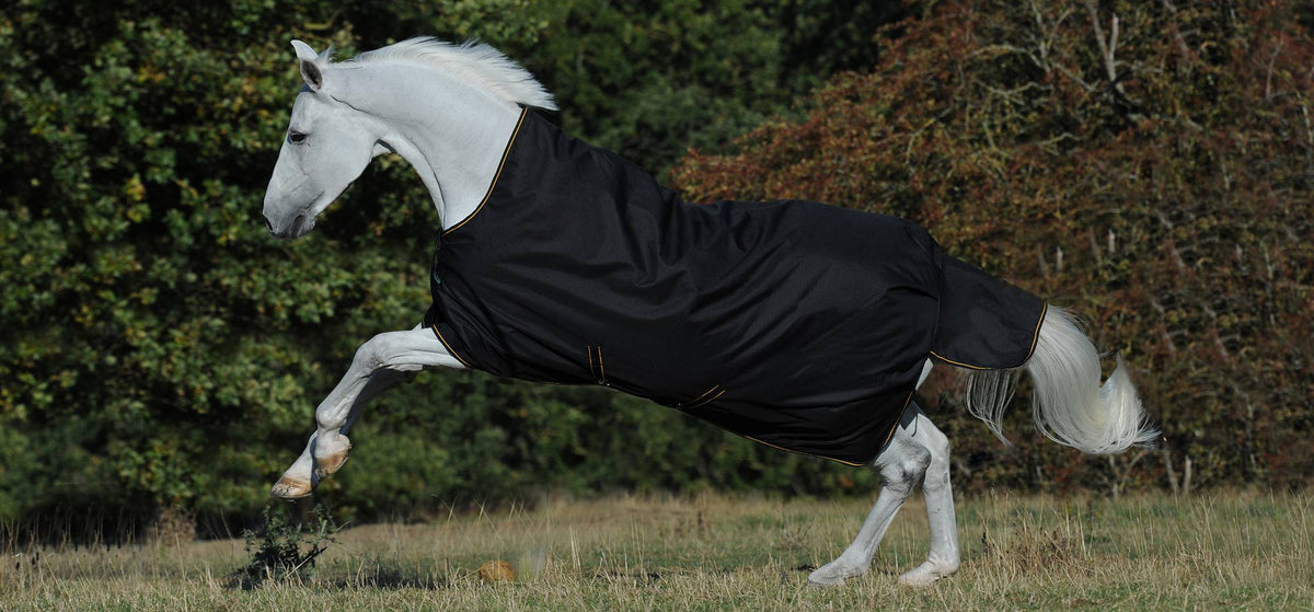 Bucas Irish Turnout in Schwarz/Gold, Pferd in Bewegung