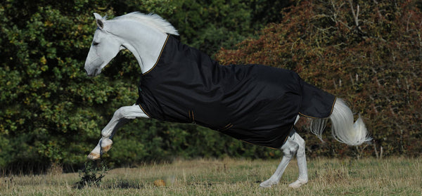 Bucas Irish Turnout in Schwarz/Gold, Pferd in Bewegung