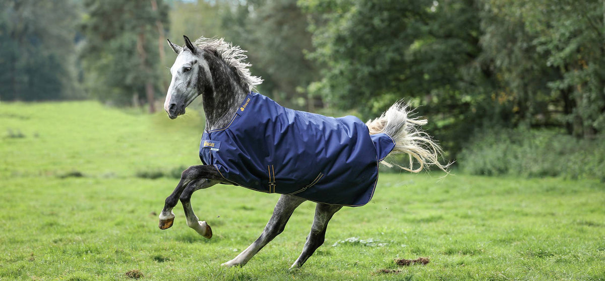 Bucas Irish Turnout in Navy/Gold im klassischen Schnitt