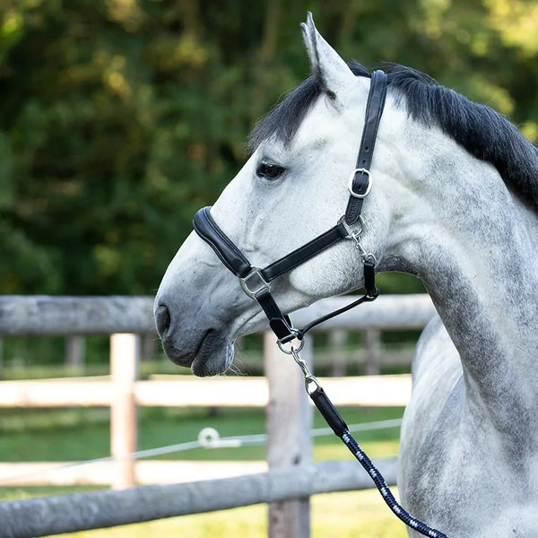 Antarès leather halter NOIR